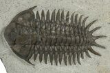 Uncommon Crotalocephalus Trilobite - Jorf, Morocco #328621-1